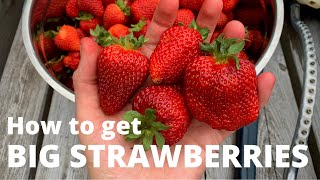 My one tip for BIG Strawberries [upl. by Sackman]