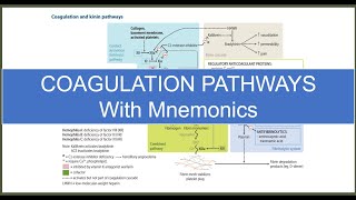 Coagulation Pathway  Made SuperEasy [upl. by Lenoil]