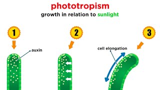 Mechanisms of Plant Growth [upl. by Ihcalam]