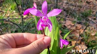 Bletilla Striata Showcase and Tips For Growing [upl. by Tremann]