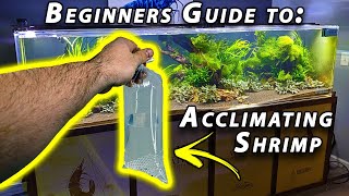 How to Acclimate Freshwater Shrimp Beginner Shrimp Keeping [upl. by Gahan879]