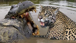 JAGUAR VS CROC Fight To Death  Love Nature [upl. by Ronym]