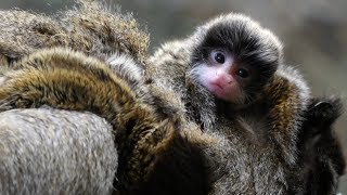 Two Emperor Tamarin Babies [upl. by Durward167]