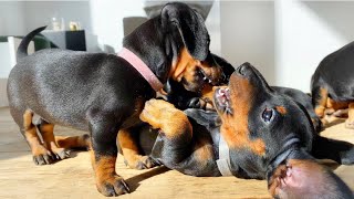 6 playing dachshund puppies [upl. by Eirotal]