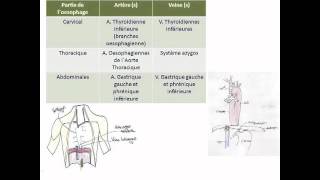Œsophage estomac amp duodénum [upl. by Ahseya]