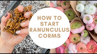 How To Pre Sprout Ranunculus Corms  Planting Ranunculus  Ranunculus Bulbs  Flower Farming [upl. by Beryl]