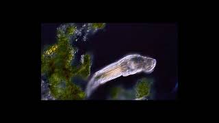 Rotifer Philodina roseola [upl. by Emmuela]