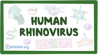 Rhinovirus  an Osmosis Preview [upl. by Attela]