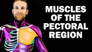 UPPER LIMB MUSCLES 16  PECTORAL REGION [upl. by Ettennod]