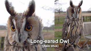 Owl  Longeared Owl Bird Call and Pictures for Teaching BIRDSONG [upl. by Novaelc]