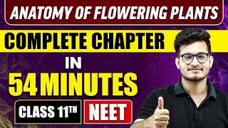 ANATOMY OF FLOWERING PLANTS IN 54 MINUTES  Full Chapter Revision  Class 11 NEET [upl. by Smoht]