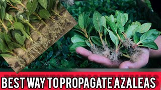 How To Propagate Azaleas From Cuttings  full explanation [upl. by Viccora314]