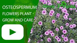 Osteospermum flowers plant  grow and care [upl. by Pascal46]