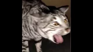 Cats Who Gag A Compilation [upl. by Pentha]