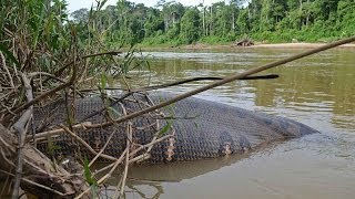 Green Anaconda  Worlds Biggest Snake [upl. by Laved670]