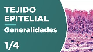 TEJIDO EPITELIAL 14 Generalidades 🔬 [upl. by Eboh]