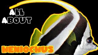 All About The Heniochus Butterfly Fish [upl. by Atiuqam]