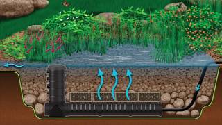 Wetland Filtration for Pond Health [upl. by Niko]