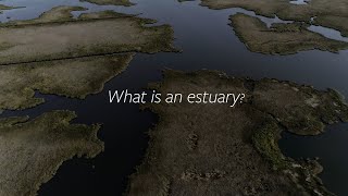 Outer Banks Ecosystems Estuaries [upl. by Callan577]