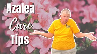 Azalea Care Tips  How to Plant Azaleas [upl. by Calhoun775]