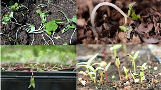 Are your seedlings dying   Causes and Remedies [upl. by Aniral804]