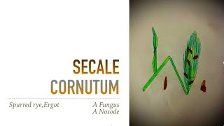 SECALE CORNUTUM [upl. by Dewees]