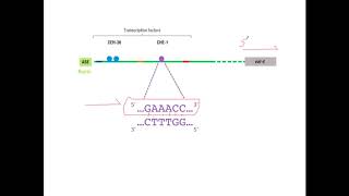 Depicting Transcription Factor Binding Sites [upl. by Apfelstadt]