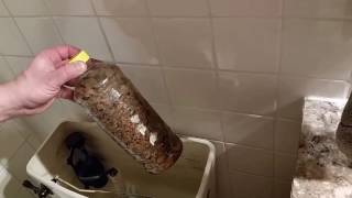 How to conserve toilet water and save on every toilet tank flush [upl. by Byrn434]