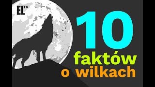 10 faktów o wilkach [upl. by Zirtaeb]