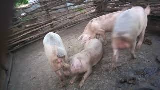 Part 1 mating in pigs [upl. by Demetre]