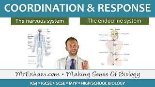 Coordination and Response  GCSE Biology 91 [upl. by Adnoraj572]