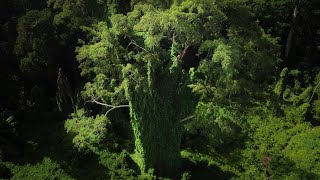 Drone Recon  The Bukit Brown Avatar Trees [upl. by Adnalor]