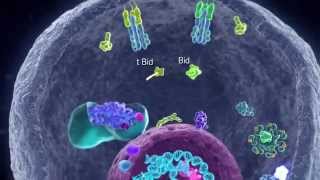 Apoptotic Pathways [upl. by Anawat]