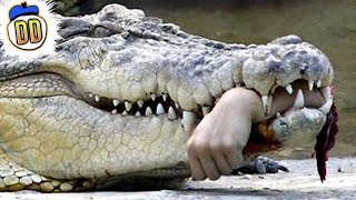 10 Most Devastating Animal Attacks Ever [upl. by Fran]