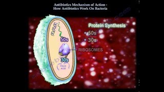 Antibiotics Mechanism Of Action Part 1  Everything You Need To Know  Dr Nabil Ebraheim [upl. by Nylg]