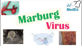 Marburg Virus Origins Transmission Pathophysiology Symptoms [upl. by Neelhsa]