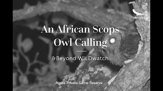 An African Scops owl calling during a night safari [upl. by Alwitt114]