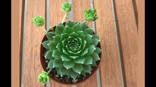 Sukulent  Sempervivum [upl. by Kirat115]