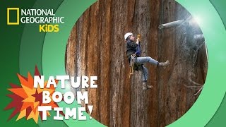 Sequoia National Park  Nature Boom Time  natgeokids [upl. by Aicina]