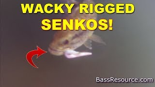 Where and When To Fish A Wacky Rig  Bass Fishing [upl. by Enneire]