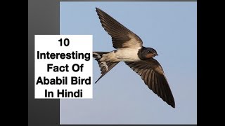 10 Interesting Fact Of Ababil Bird In Hindi [upl. by Ardnaeed315]