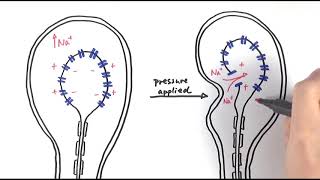 A2 Biology  Pacinian corpuscle OCR A Chapter 133 [upl. by Ahseila308]