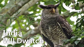 Spotbellied EagleOwl  Southern India  WILDwatch [upl. by Einolem]