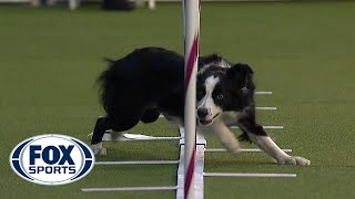 Best of the Agility competition from the 2020 Westminster Kennel Club Dog show  FOX SPORTS [upl. by Sanferd267]