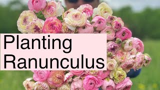 How To Plant Ranunculus  PepperHarrow Farm [upl. by Yesiad]