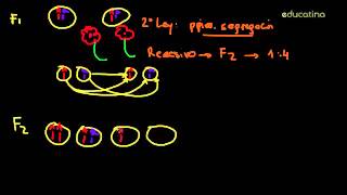 Las 3 leyes de MendelExplicacion magistral [upl. by Alleunam]