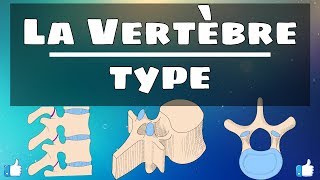 Anatomie du rachis  Vertèbre type [upl. by Telrats]