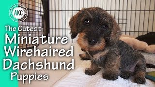 The Cutest Miniature Wirehaired Dachshund Puppies [upl. by Nylhtiak484]