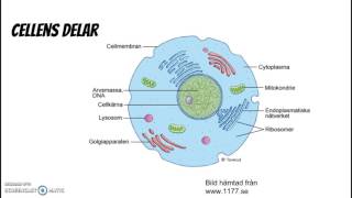 Cell organ vävnad [upl. by Anallij]