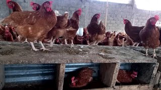 NORMES ET FABRICATION DE PONDOIRS POULES PONDEUSES FACILE A FAIRE SUR SA FERME [upl. by Pharaoh]